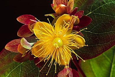 太可爱了！《宇宙机器人》迎来自己专属的PS Studios启动动画